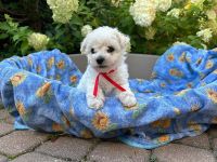 Łendy Vel Moli - 6 tygodni